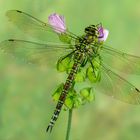 Blaugrüne Mosaikjungfer (Aeshna cyanea)