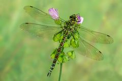 Blaugrüne Mosaikjungfer (Aeshna cyanea)