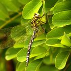 --- Blaugrüne Mosaikjungfer (Aeshna cyanea) ---