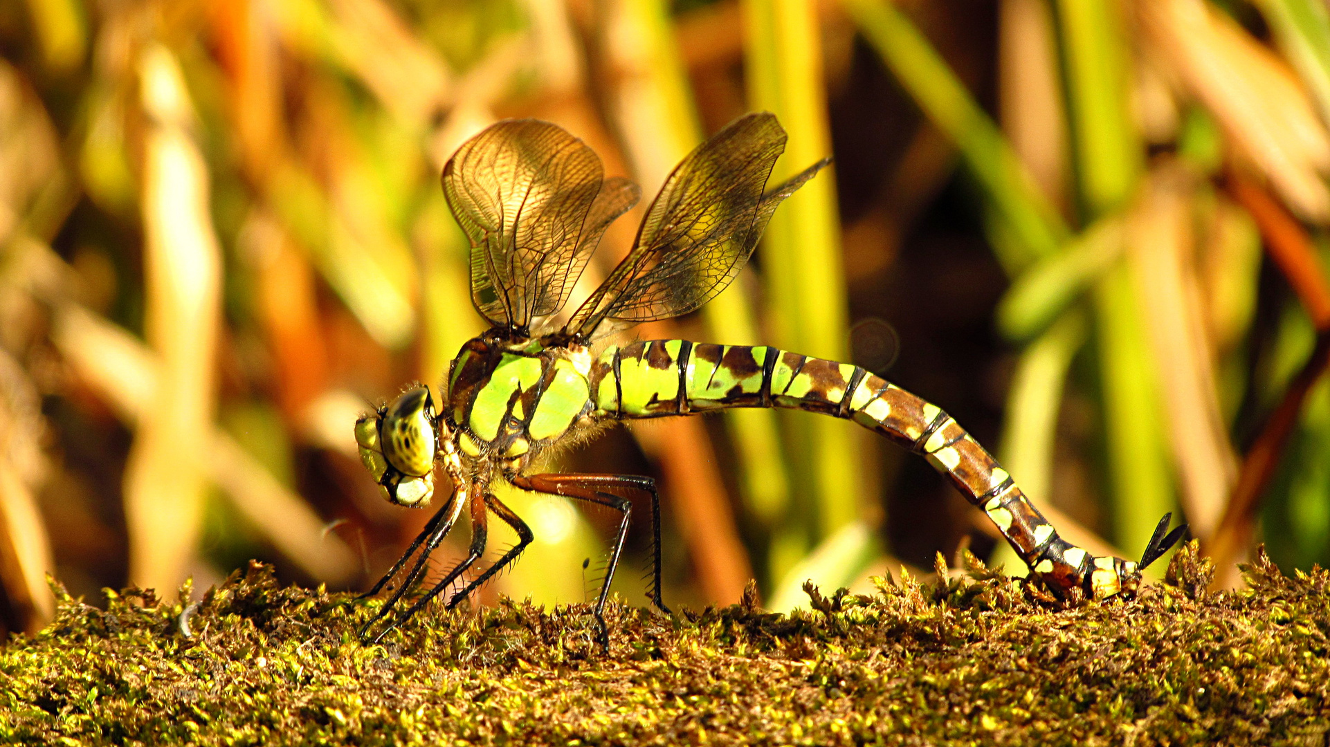 --- Blaugrüne Mosaikjungfer (Aeshna cyanea) ---