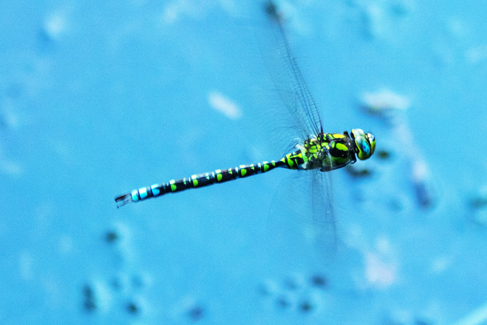 Blaugrüne Mosaikjungfer ((Aeshna cyanea)