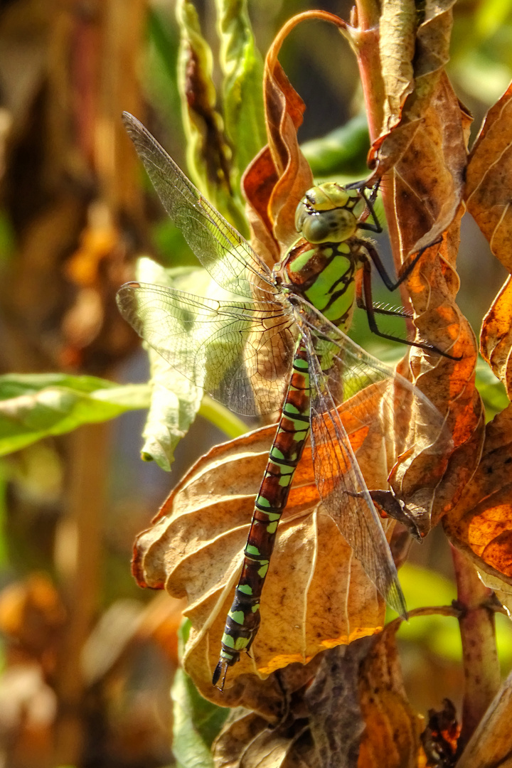 Blaugrüne Mosaikjungfer – Aeshna cyanea