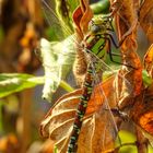 Blaugrüne Mosaikjungfer – Aeshna cyanea