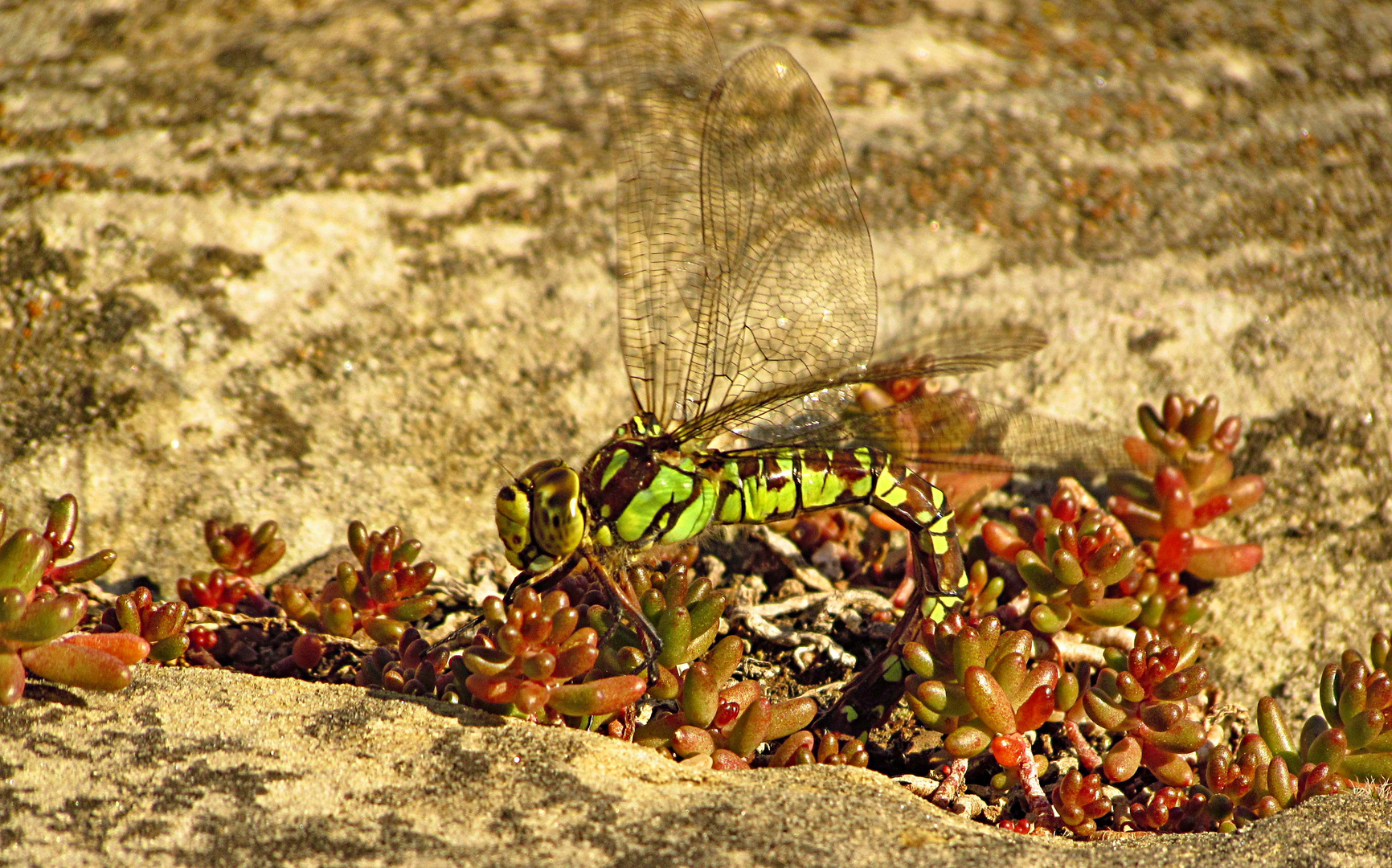 --- Blaugrüne Mosaikjungfer (Aeshna cyanea) ---