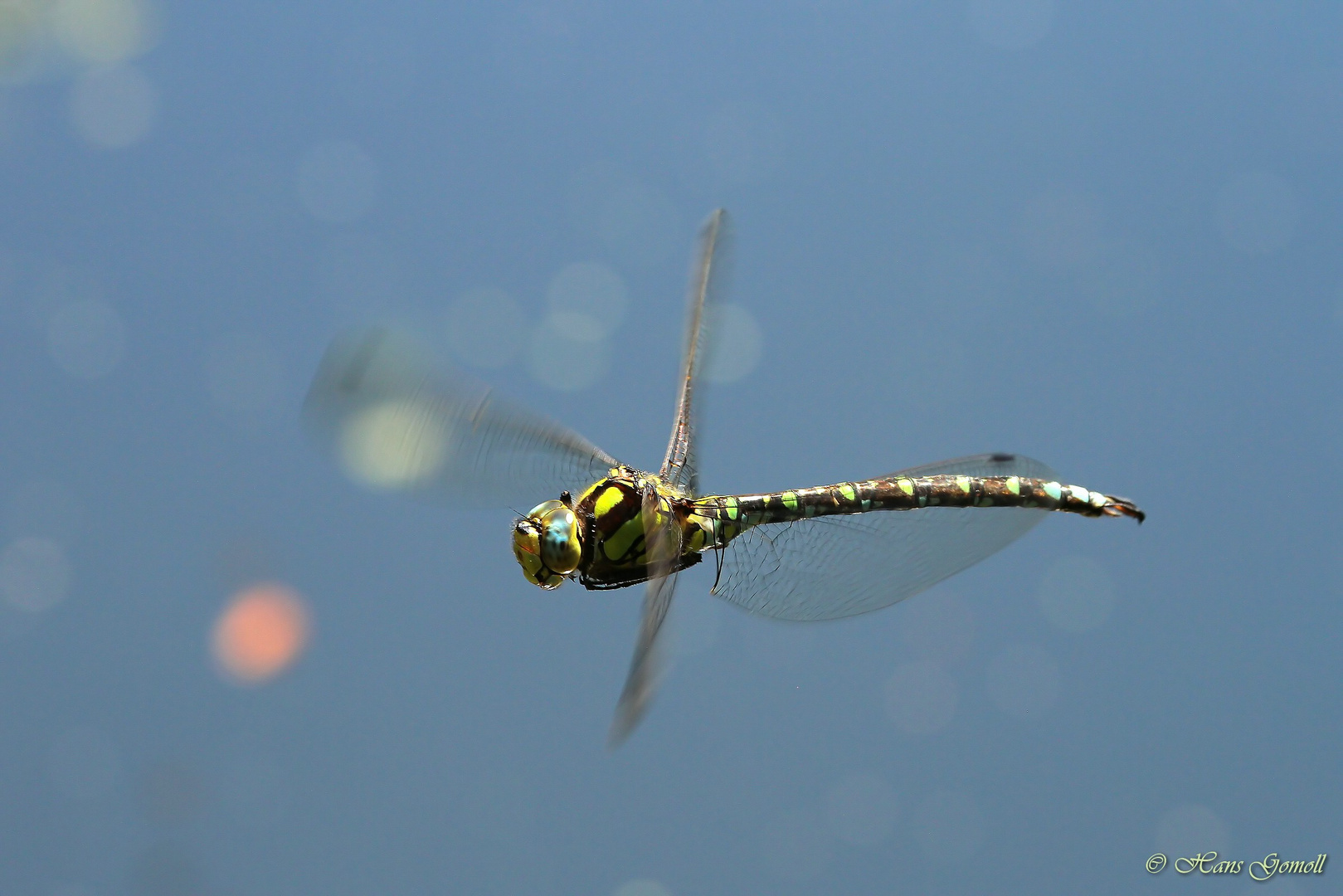 Blaugrüne Mosaikjungfer (Aeshna cyanea)