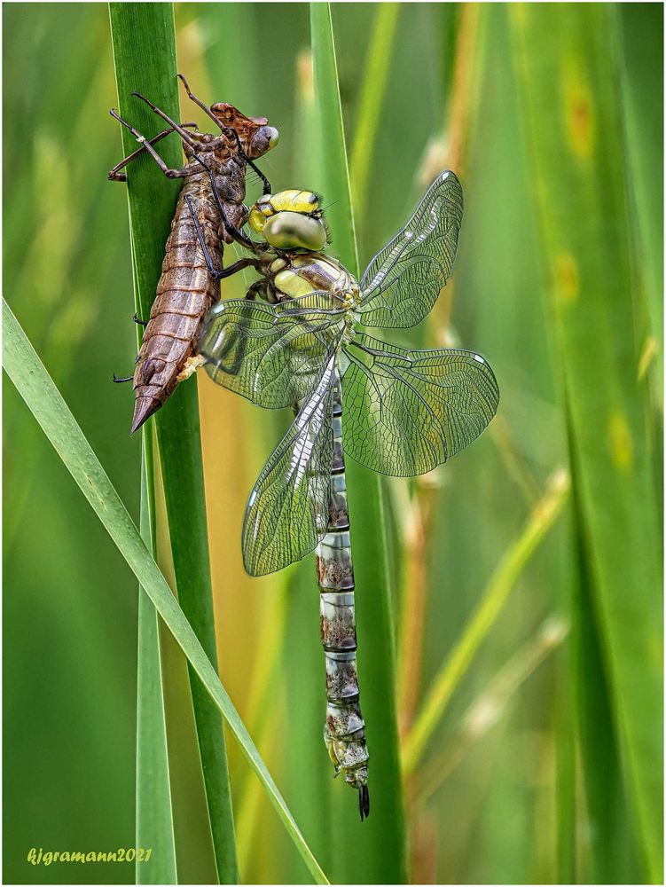 blaugrüne mosaikjungfer (aeshna cyanea)