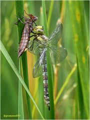 blaugrüne mosaikjungfer (aeshna cyanea)