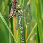 blaugrüne mosaikjungfer (aeshna cyanea)