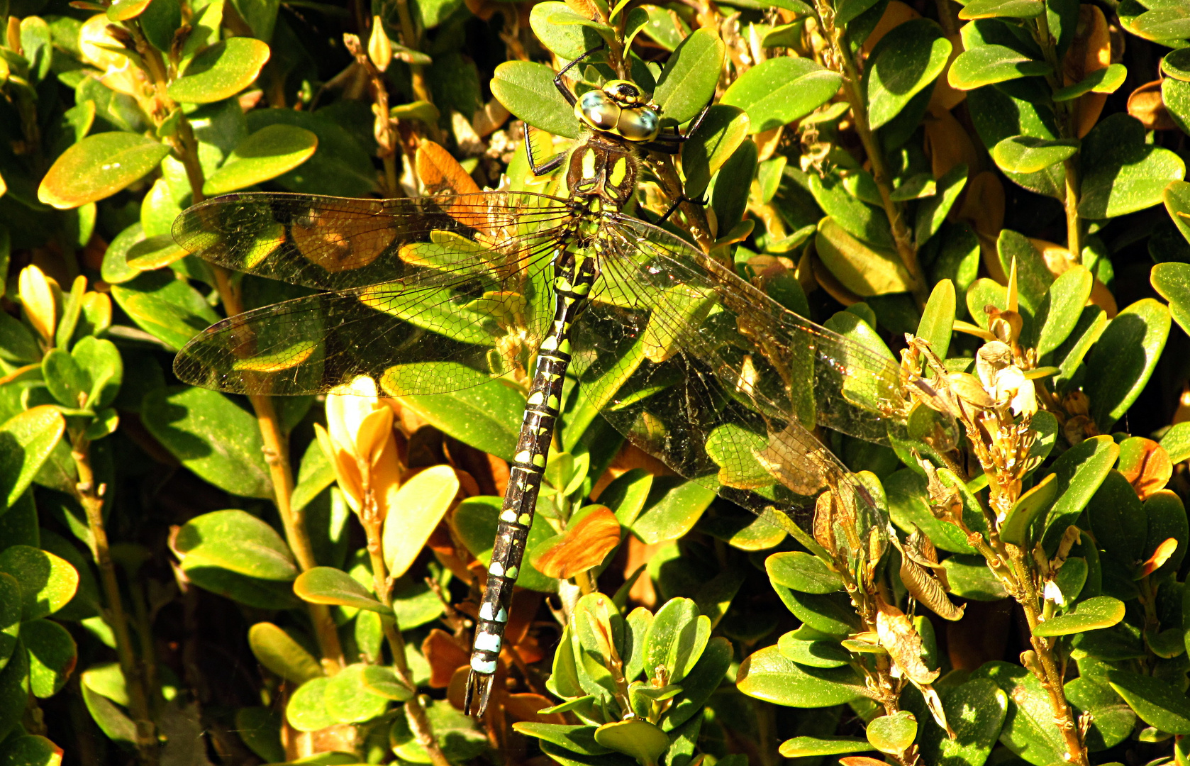 --- Blaugrüne Mosaikjungfer (Aeshna cyanea) ---