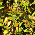 --- Blaugrüne Mosaikjungfer (Aeshna cyanea) ---