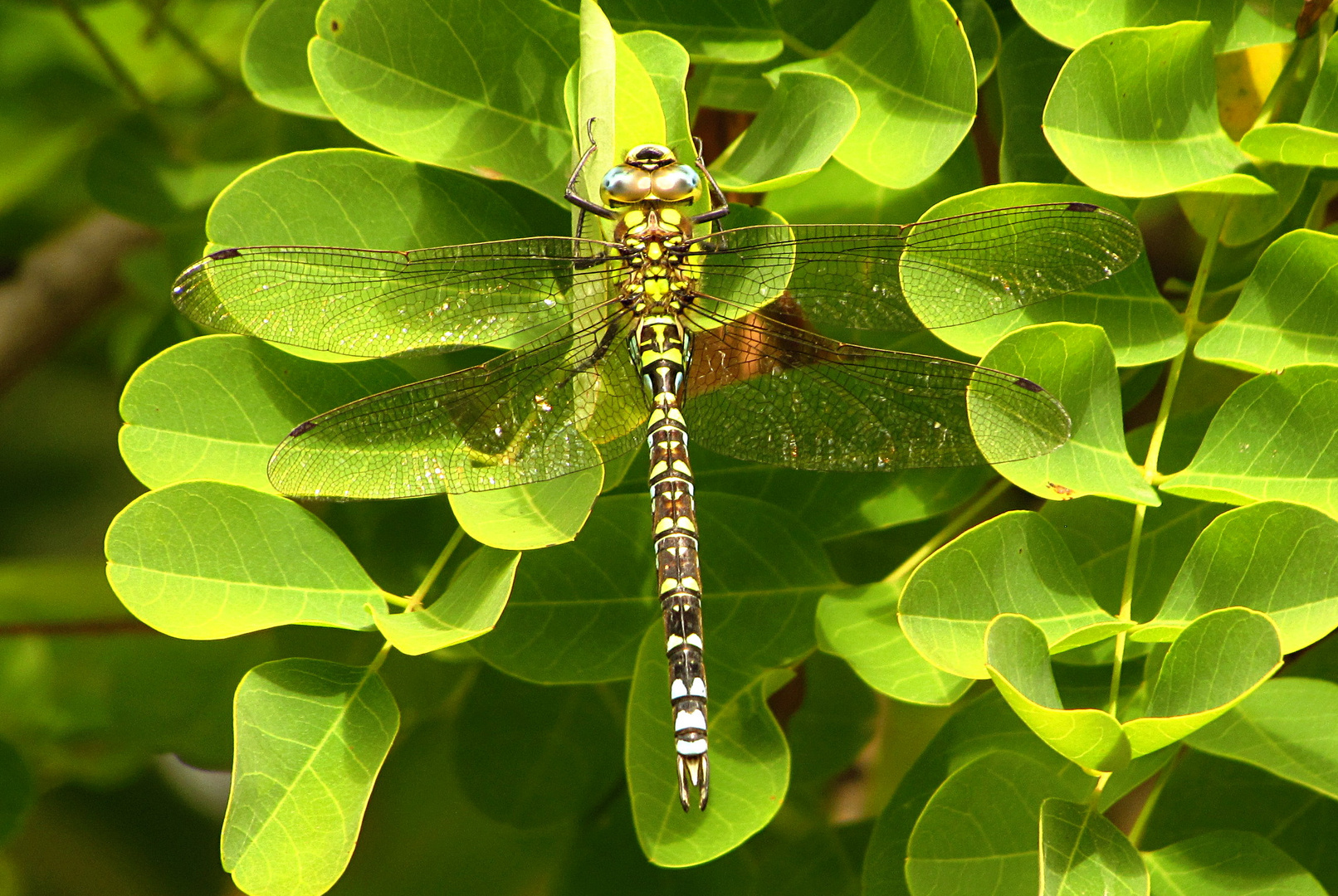 --- Blaugrüne Mosaikjungfer (Aeshna cyanea) ---