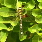 --- Blaugrüne Mosaikjungfer (Aeshna cyanea) ---