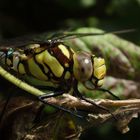 Blaugrüne Mosaikjungfer (Aeshna cyanea)