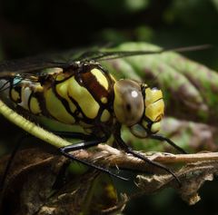 Blaugrüne Mosaikjungfer (Aeshna cyanea)