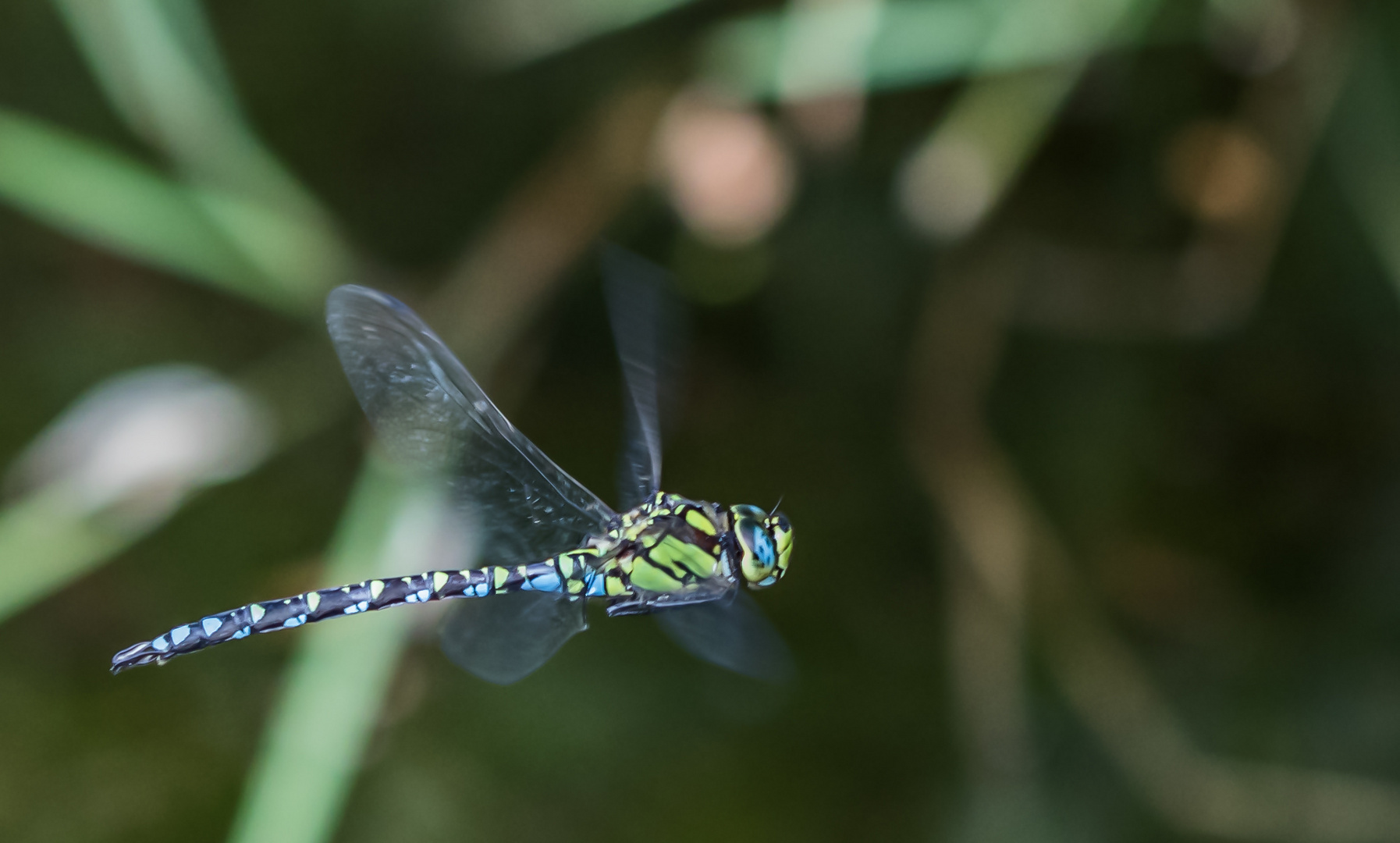  Blaugrüne Mosaikjungfer (Aeshna cyanea)