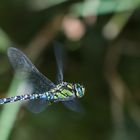  Blaugrüne Mosaikjungfer (Aeshna cyanea)