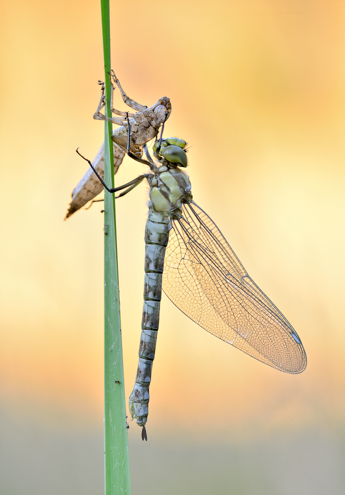 Blaugrüne Mosaikjungfer (Aeshna cyanea)