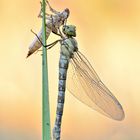 Blaugrüne Mosaikjungfer (Aeshna cyanea)