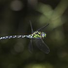 Blaugrüne Mosaikjungfer (Aeshna cyanea)