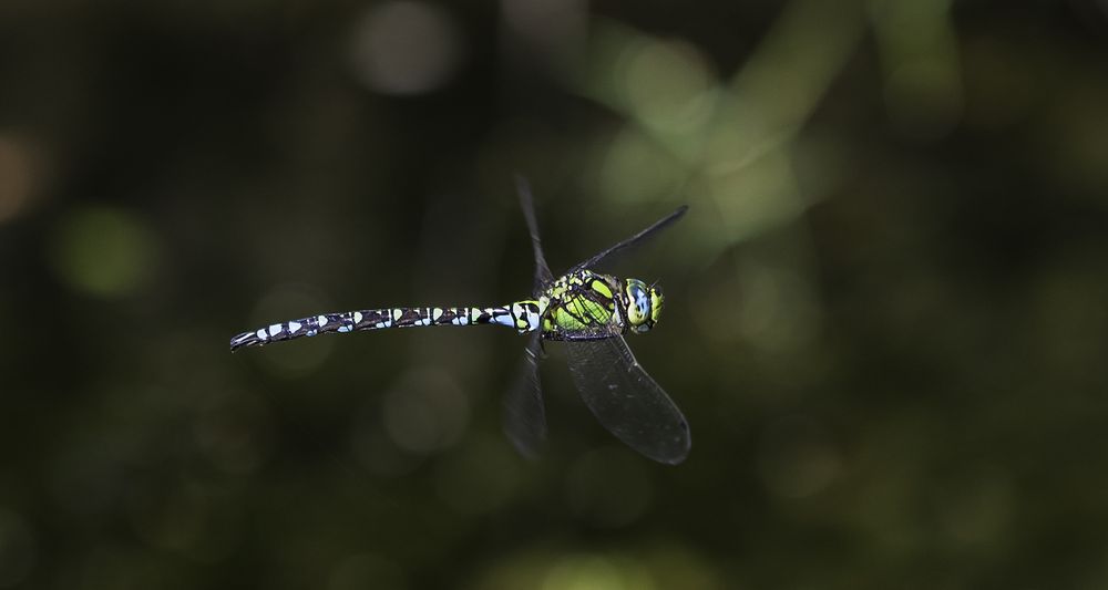 Blaugrüne Mosaikjungfer (Aeshna cyanea)