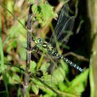 Blaugrüne Mosaikjungfer (Aeshna cyanea)