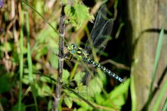 Blaugrüne Mosaikjungfer (Aeshna cyanea)