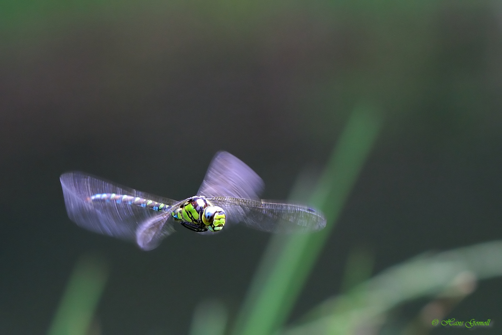 Blaugrüne Mosaikjungfer (Aeshna cyanea)