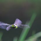 Blaugrüne Mosaikjungfer (Aeshna cyanea)