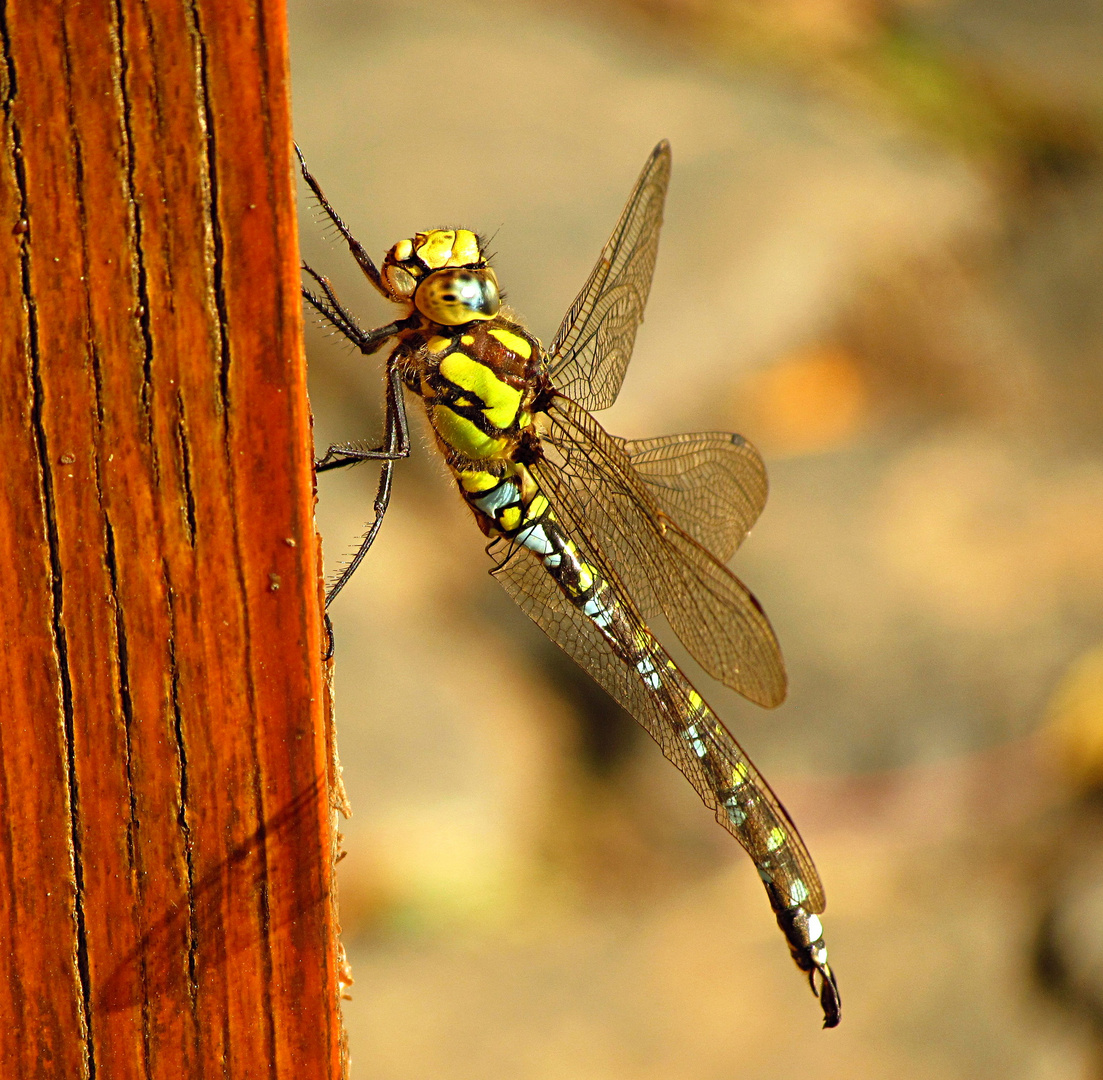 --- Blaugrüne Mosaikjungfer (Aeshna cyanea) ---