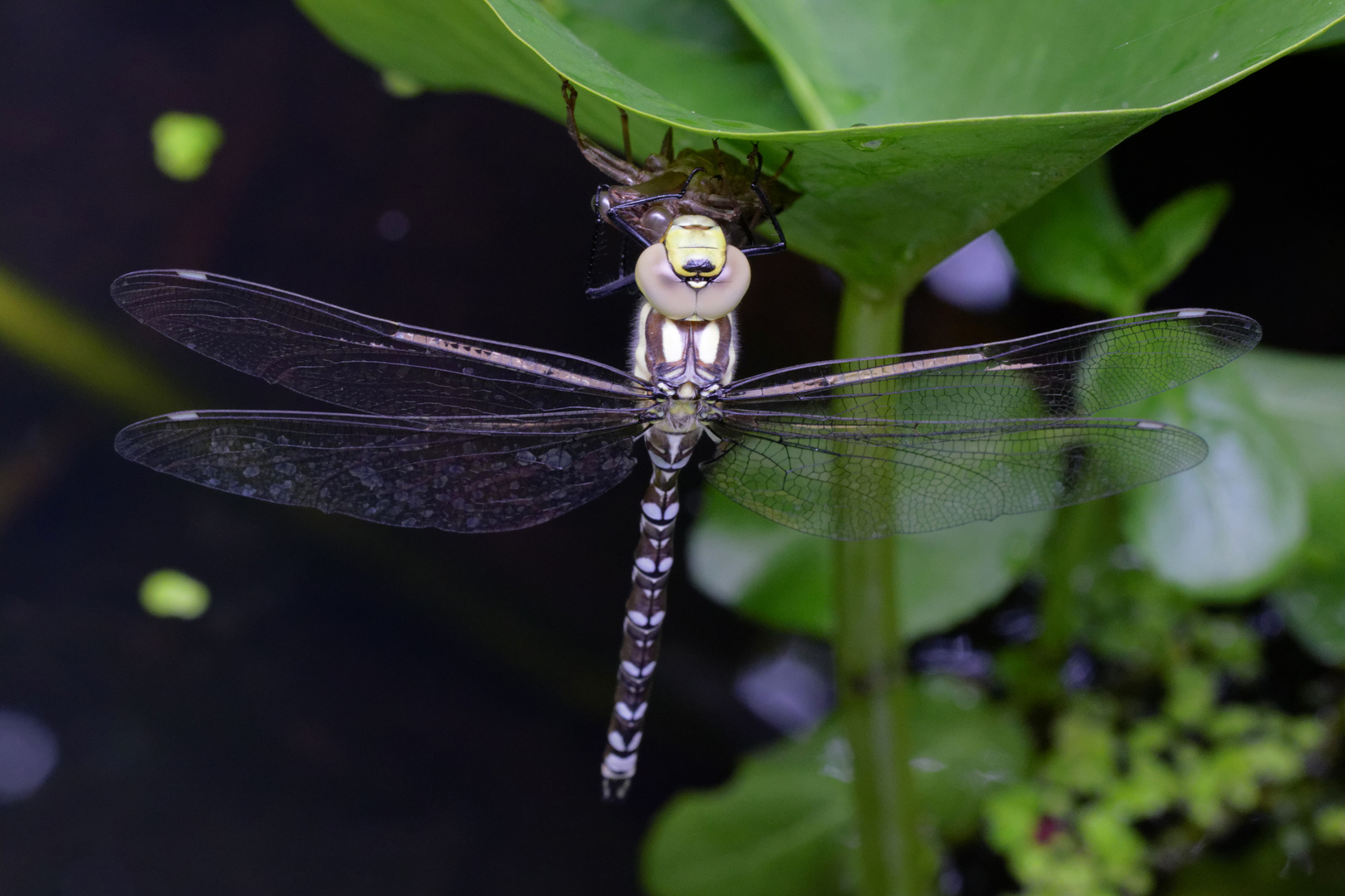 Blaugrüne Mosaikjungfer (Aeshna cyanea)