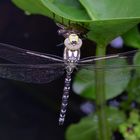 Blaugrüne Mosaikjungfer (Aeshna cyanea)