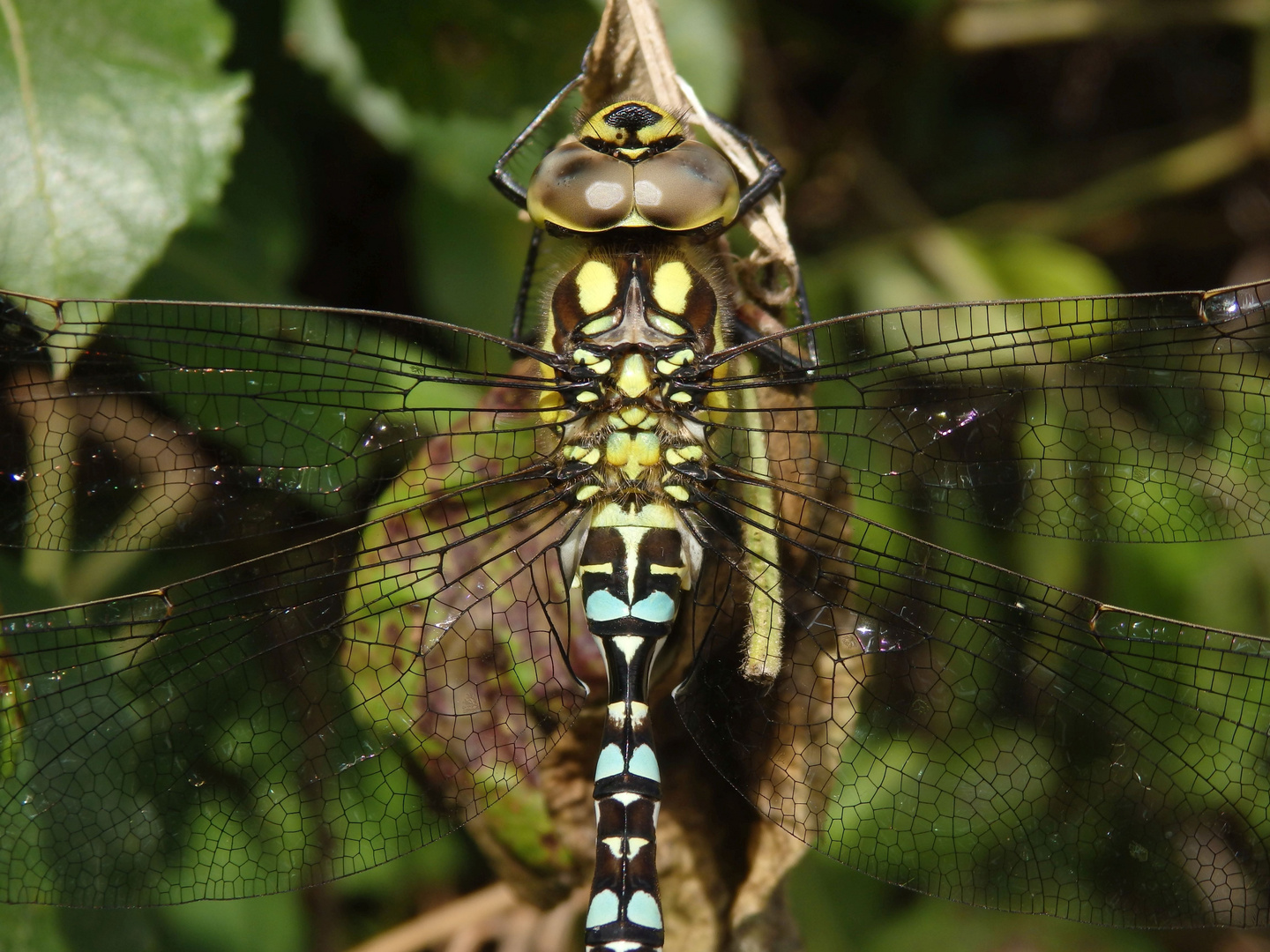 Blaugrüne Mosaikjungfer (Aeshna cyanea)