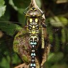 Blaugrüne Mosaikjungfer (Aeshna cyanea)