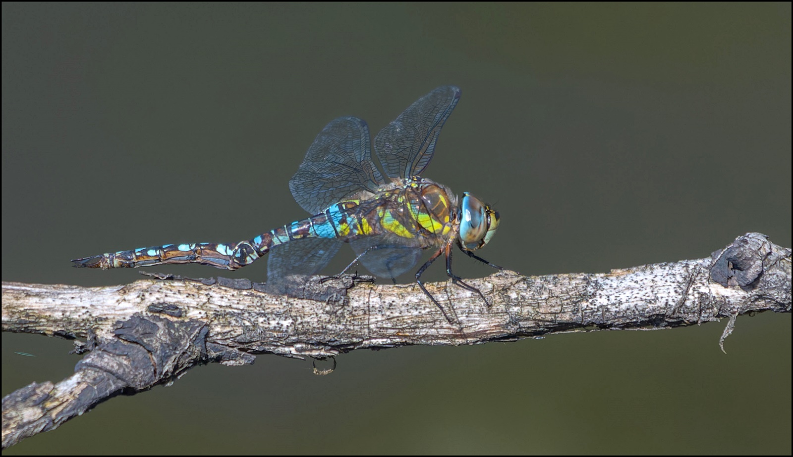 Blaugrüne Mosaikjungfer  (Aeshna cyanea )