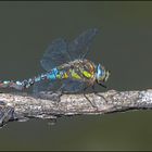 Blaugrüne Mosaikjungfer  (Aeshna cyanea )