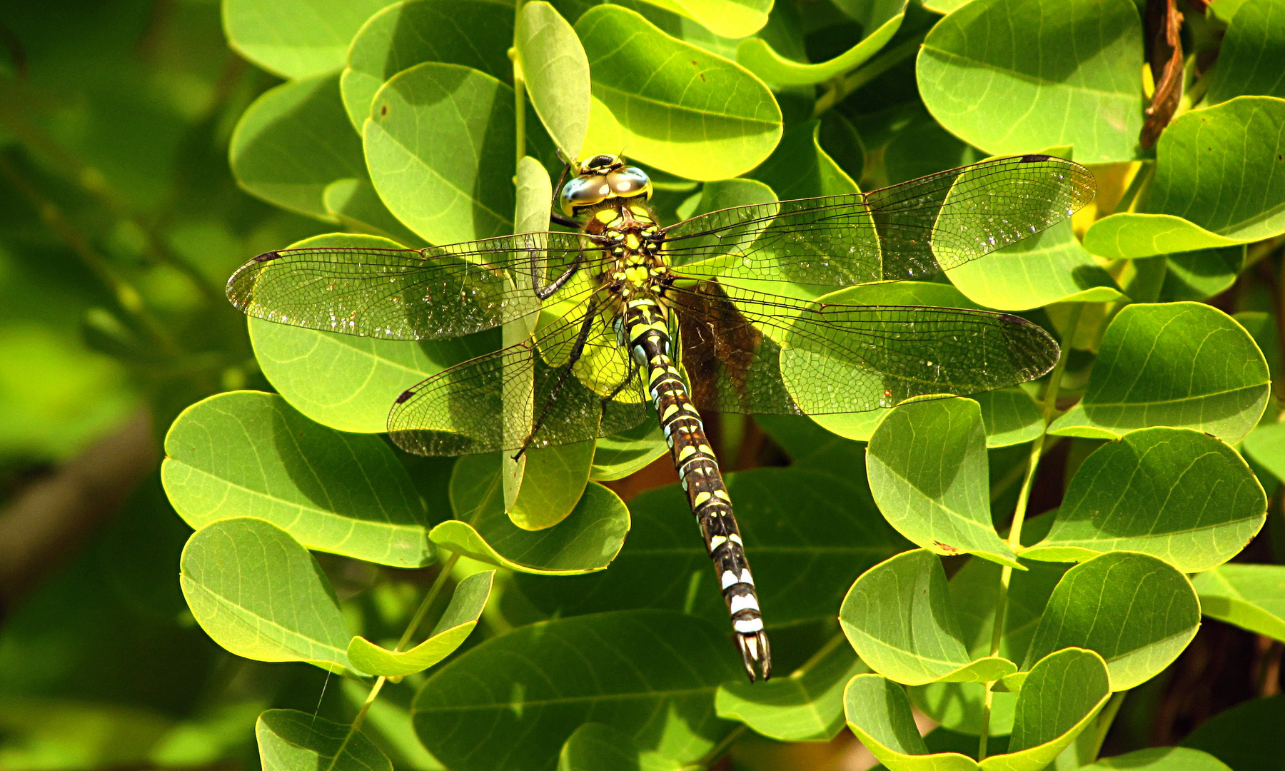 --- Blaugrüne Mosaikjungfer (Aeshna cyanea) ---