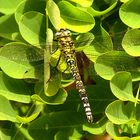 --- Blaugrüne Mosaikjungfer (Aeshna cyanea) ---