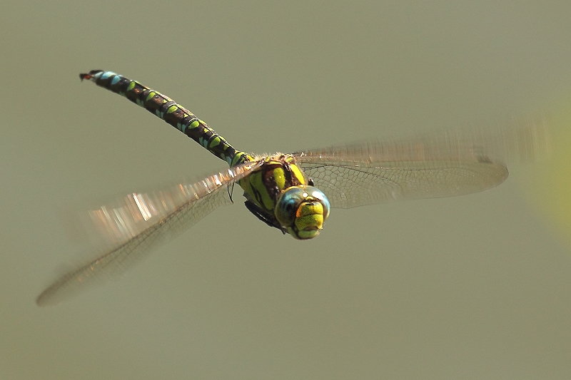 Blaugrüne Mosaikjungfer - Aeshna cyanea