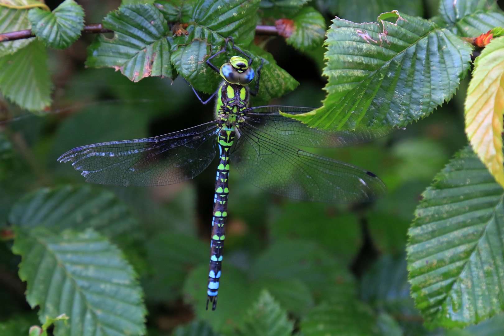 Blaugrüne Mosaikjungfer (Aeshna cyanea)...