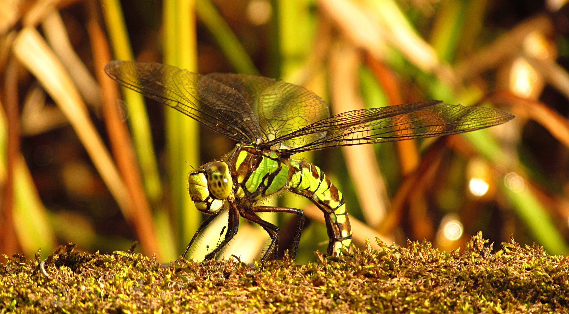 --- Blaugrüne Mosaikjungfer (Aeshna cyanea) ---