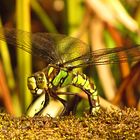 --- Blaugrüne Mosaikjungfer (Aeshna cyanea) ---