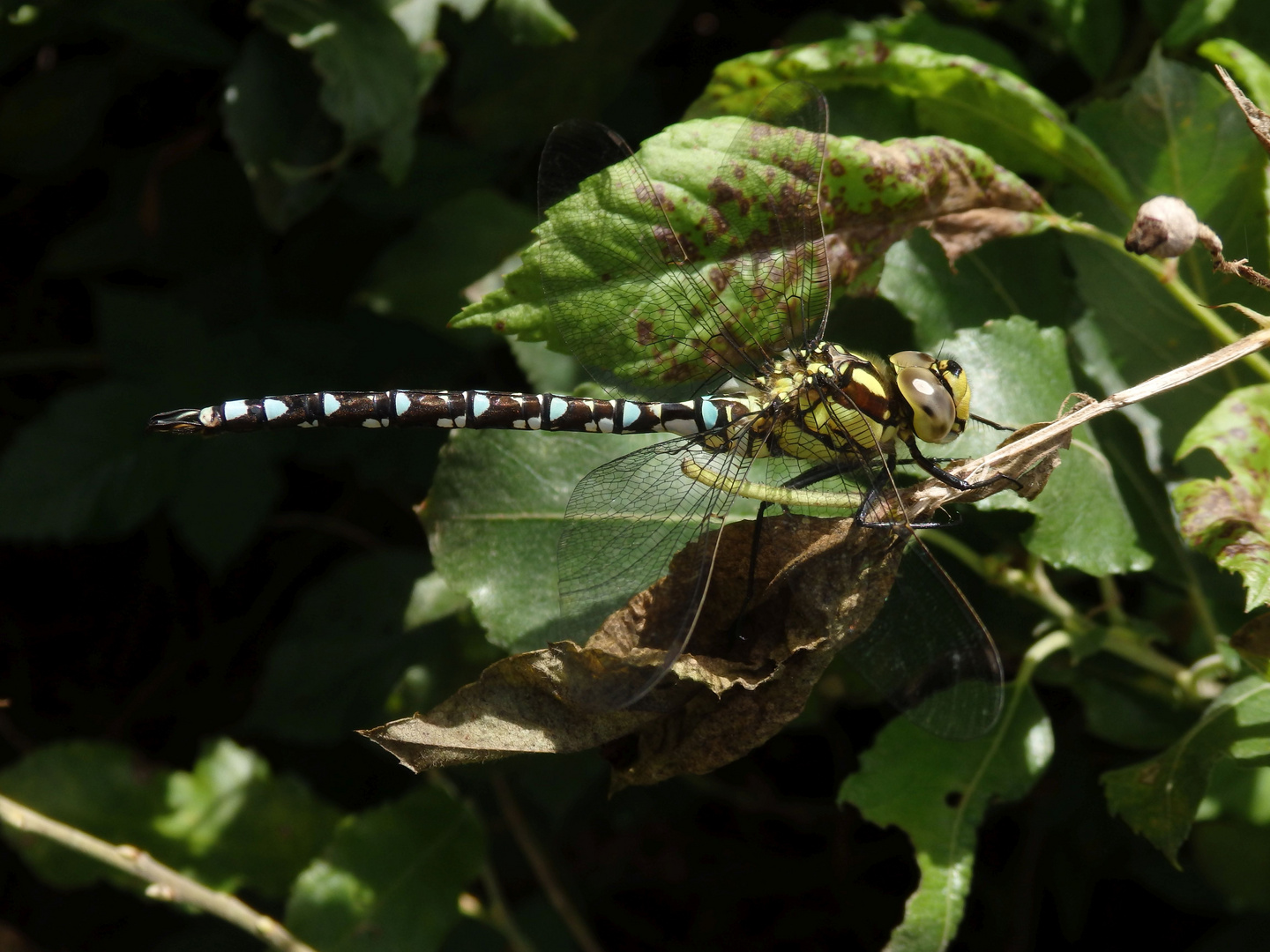 Blaugrüne Mosaikjungfer (Aeshna cyanea)