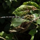 Blaugrüne Mosaikjungfer (Aeshna cyanea)