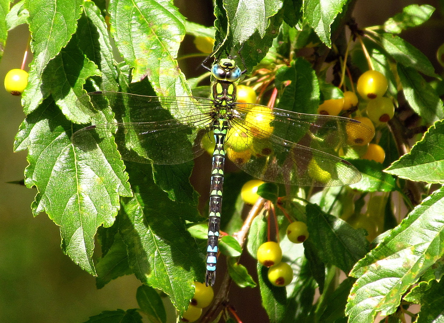 ... Blaugrüne Mosaikjungfer (Aeshna cyanea) ...