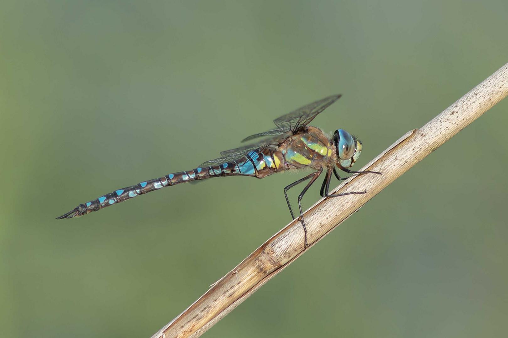 Blaugrüne Mosaikjungfer (Aeshna cyanea)