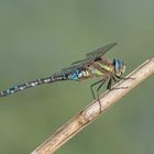 Blaugrüne Mosaikjungfer (Aeshna cyanea)