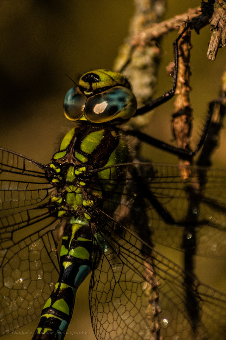 Blaugrüne Mosaikjungfer (Aeshna cyanea)