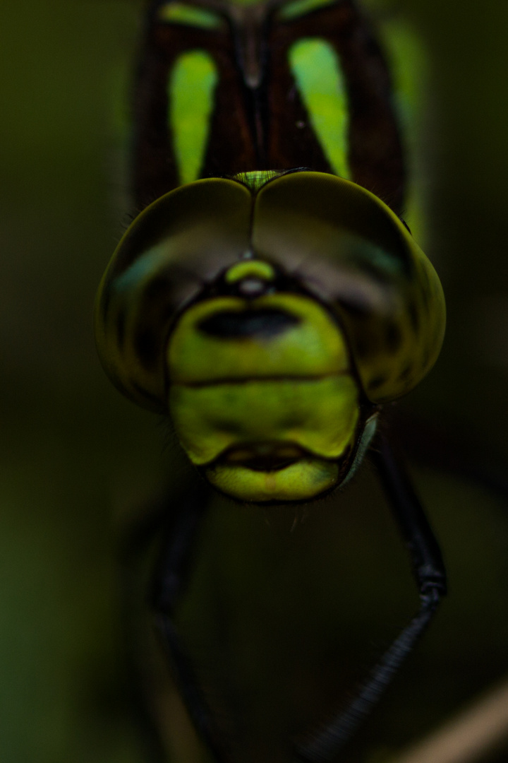 Blaugrüne Mosaikjungfer (Aeshna cyanea)