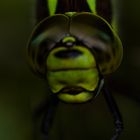 Blaugrüne Mosaikjungfer (Aeshna cyanea)