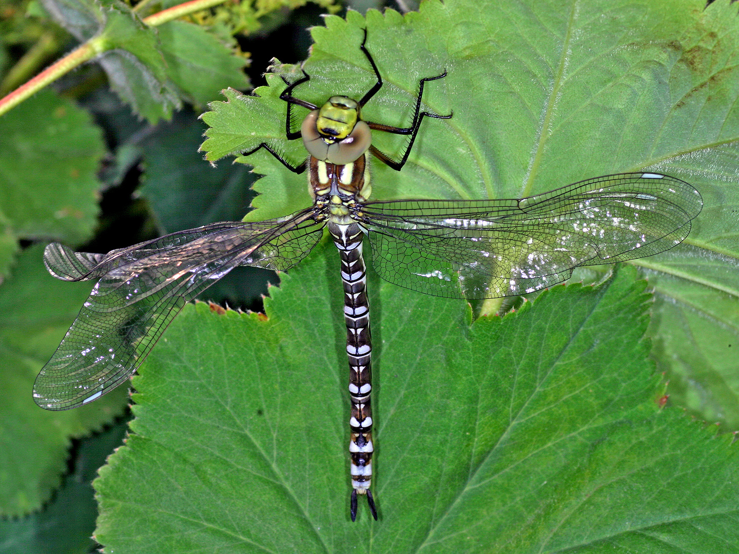 Blaugrüne Mosaikjungfer (Aeshna cyanea), frisch geschlüpft......